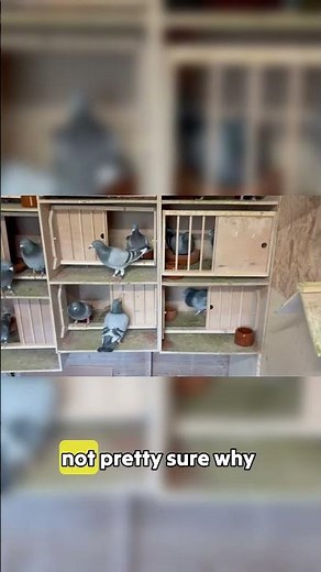 She's NOT Interested And He KNOWS It #pigeons #mating