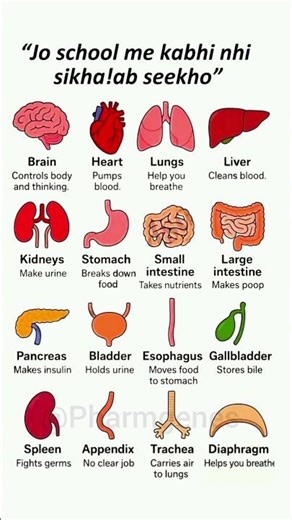 Human Body Organs and Their Functions | Body Parts Explained Simply | #Anatomy #pharmgenes