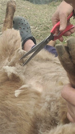 Wool Cutting in Action 🐑✂️