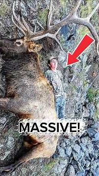 1,000+ Pound Monster! Arizona bull elk hunt!