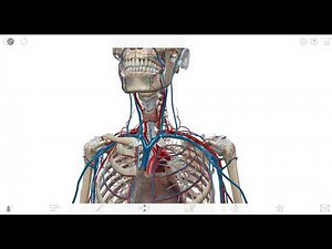 Vaskularisasi kepala dan Leher