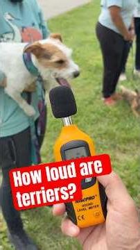 Lottie loves her terrier trials, and she expresses this love at full volume #jackrussellterrier