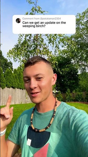 Weeping birch tree update!