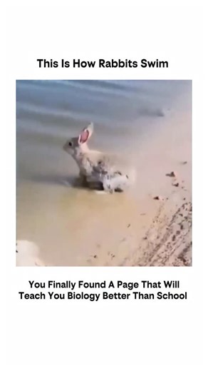 explained__biology on Instagram: "While we usually think of bunnies as land-bound hoppers, most rabbits are actually capable swimmers and will take to the water to escape predators or move to better feeding grounds. When a rabbit enters the water, its large, heat-regulating ears undergo a fascinating transformation. Instead of standing tall to catch sounds, they often lay flat against the back of the neck to create a more aerodynamic and streamlined profile. This “swim mode” reduces drag and pre