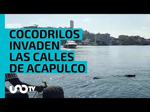 ¡Alerta en Acapulco! Reportan que, al menos, 40 cocodrilos invaden las calles