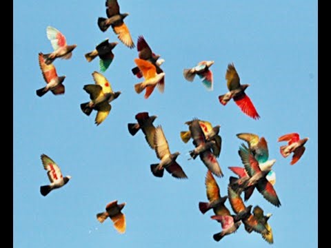 Pigeon Racing Spain España🕊️ 🇪🇸 Carreras de Palomas España 🕊️ 🇪🇸