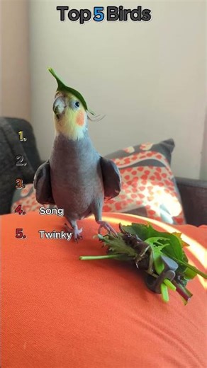 #guessthesong #birdtrend #birdtrend