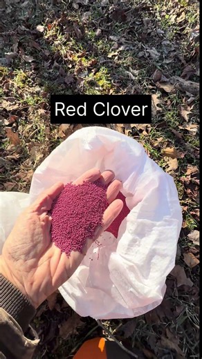 The Easiest Way to Add Clover Without a Tractor