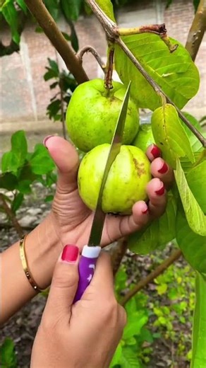 Unboxing Jambu Kristal Putih #jambukristal