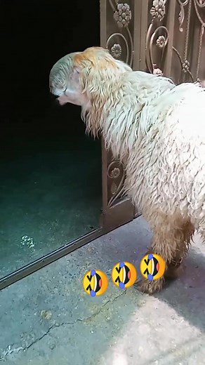 #fyp #vi #viralvideo #foryoupage #🤣😂🤣😂🤣😂😂😂 #1M #fyp #foryou #One