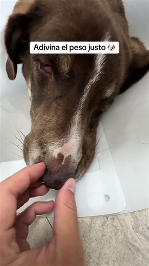Who can guess? 😎 Valmix, your trusted veterinarian ❤️