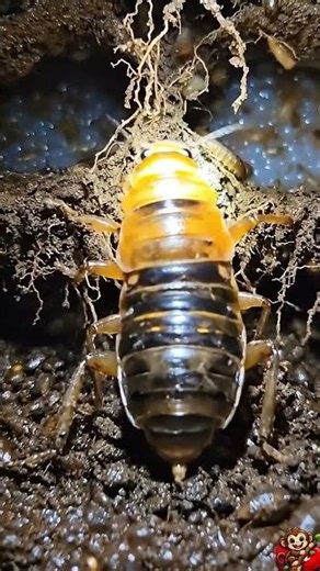 17 Years in Darkness: POV côn trùng Cicada Nymph Life