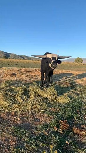 Panda Bear or Texas Longhorn _ Either way , he chomps his food. #ranchlife #ranchtok #farmlife #longhorns #cows #calf | Linda Lapierre | Facebook