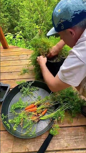 Harvesting some basement carrots grown in AutoPots! 🥕🥕🥕