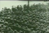 1933 - Parteitag der NSDAP - Sondersendung der FOX-Wochenschau (6m 16s, 640x480)