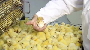 Guide pour réussir dans l'aviculture avec l'élevage de poussins