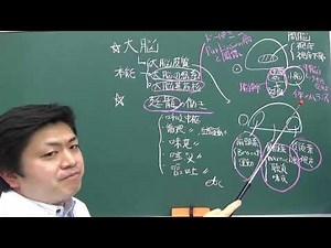 大脳・中脳・小脳の構造と機能　解剖生理学　東京デンタルスクール