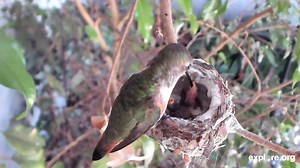 30K views · 3.3K reactions | From a watering hole in South Africa to a hummingbird nest in California, explore.org is full of magic every day. | explore.org | Facebook