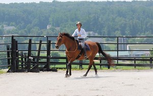 Tips for Handling Mouthy, Biting Horses - HorseClass