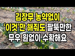 농약없이 김장무 이것만 해줘도 팔뚝만한 무우 원없이 수확해요(재배 전과정)