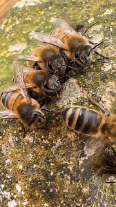 Bees are gentle and harmless creatures with strict rules . There is no room for weakness or faults. Nature can be cruel sometimes but it is all about survival 🐝🐝 | Stanley’s bees