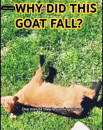This Goat Faints When Scared!? 😱🐐 | Fainting Goat Explained #shorts