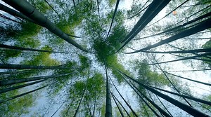 #AmazingChina Bamboo has been cultivated and utilized in China for thousands of years at least. And it is possibly one of the Chinese people most cherished #plants. The Bamboo Sea in Southern #Sichuan is the largest natural #bamboo forest in the world. It is said that there are 428 kinds of bamboos here. 🎍🎍🎍 | Discover China