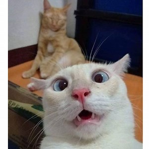 160K views · 1.1K shares | Silly & Clumsy Cat Bloopers | Funny Pet Videos | Cats so Fun | Facebook