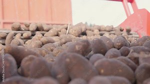 Continuous flow of big dirty potatoes of oblong form using conveyor system, fine and damaged potatoes, heavy machinery for harvesting, bountiful harvest. High quality 4k footage