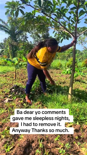 Umbrella Tree Care: Insights and Spiritual Meaning