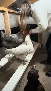 Collection Willow and Lunas eggs during bedtime tuck in