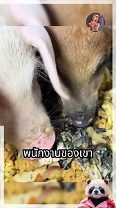 557K views | เขาใช้มือแบคโฮทำอาหาร ให้พนักงาน !! | โลกแห่งความบันเทิง | Facebook
