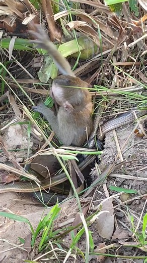 Crying out without a sound 😢 #MonkeyHelp #SaveThisLife | Monkeys Juliet