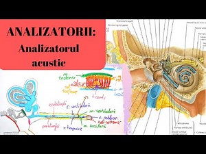 ADMITERE MEDICINA: ANALIZATORII 7: Analizatorul acustic
