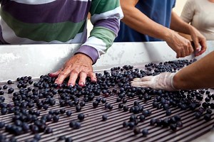 Discover Secrets of Iconic French Wine Regions