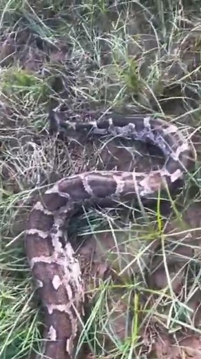 "Indian Rock Python Moving Freely in Nature"