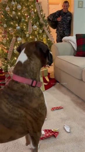 Best Xmas gift! Soldiers surprise ❤️ #soldiers #pawsofglory #soldierscominghome #boxer #christmas