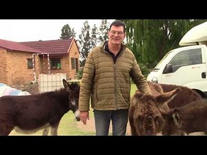 How to help a farm animal give birth in an emergency Ep.5