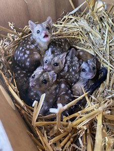 15K views · 152 reactions | Some folks stumble upon oddly patterned animals residing in a natural cradle – they scrutinize the discovery and their faces freeze in disbelief as the true nature of the creatures dawns on them... Uncover the truth in the replies  | Lovely People | Facebook