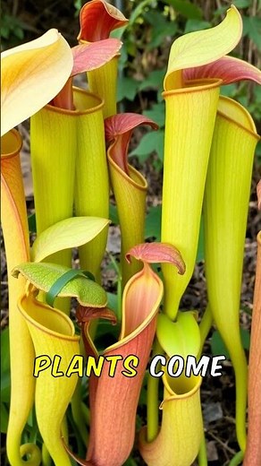The Hidden Intelligence of Carnivorous Pitcher Plants