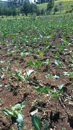 Collards ready for harvest | Collard farming | Vegetable farming #farming #food #agriculture #farmer