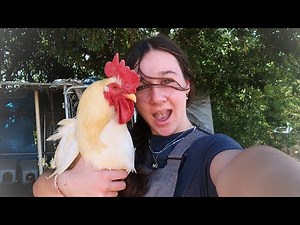 Must have Chicken Breeds for everyone's backyard flock