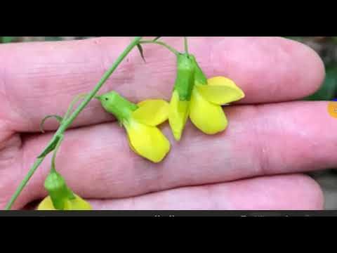 Biology - Sec 3 - Chapter 3 - Lesson 3 - Reproduction in flowering plants - part 1 - 2026