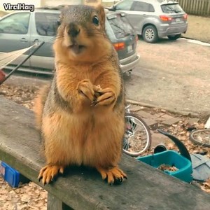 Professional Squirrel Translator | ViralHog