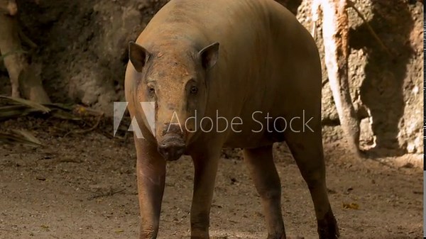 North Sulawesi Babirusa Walking and Standing in a Rocky Zoo Enclosure
