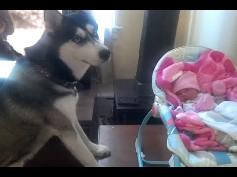 Siberian Husky Meets New Born Infant!