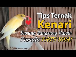 BASIC CANARY BREEDING TIPS | BREEDING IMMEDIATELY, BEGINNERS CAN DO IT! - Part 3