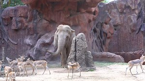 Elephan in zoo. Elephant with other animals . Elephant with deer
