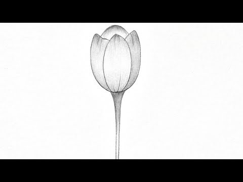 How to draw a tulip flower || beautiful tulip flower drawing || Tulip sketch