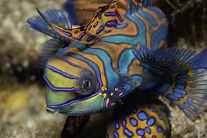 Mandarinfish are Difficult Fish to Keep Due to Their Specialized Diet